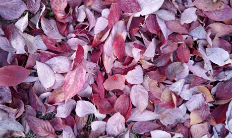 気になった広告写真やパッケージ写真の紹介ページの見出し画像